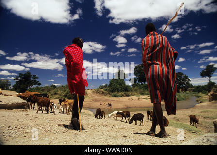 Guerriers Masai avec des chèvres à Talek, près de la réserve de Masai Mara, Masais sont peut-être le plus célèbre de tous les tribus africaines, au Kenya Banque D'Images