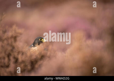 Faucon pèlerin, Faucon pèlerin Falco, entre heather sur open landes, Banque D'Images