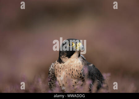 Faucon pèlerin, Faucon pèlerin Falco, entre heather sur open landes, Banque D'Images