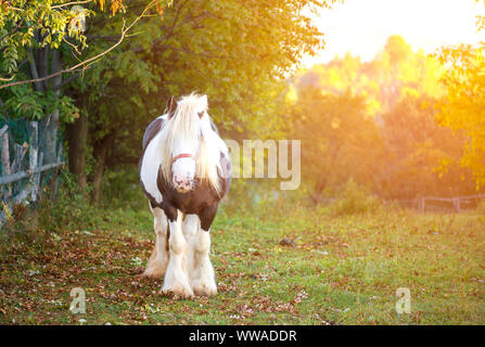 Beau cheval dans la forêt Banque D'Images