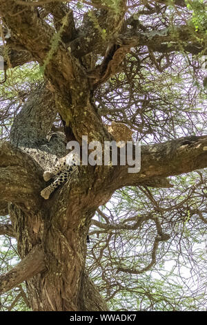 Big wild leopard dormir sur un arbre en Afrique Banque D'Images