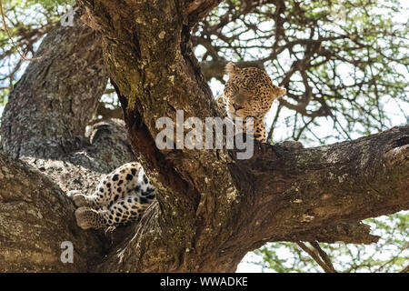 Big wild leopard dormir sur un arbre en Afrique Banque D'Images