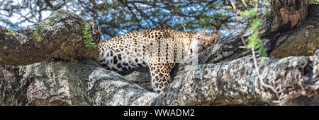 Big wild leopard dormir sur un arbre en Afrique Banque D'Images