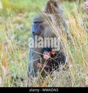 Famille de babouins dans la forêt en Tanzanie, la mère portant le bébé Banque D'Images