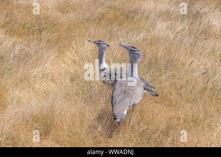 Deux Outardes Kori marcher dans l'herbe dans le Serengeti Banque D'Images