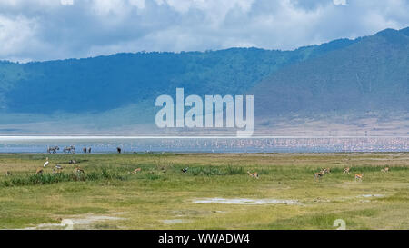 La Tanzanie, vue sur le cratère du Ngorongoro, beau paysage avec des animaux différents de vivre ensemble Banque D'Images