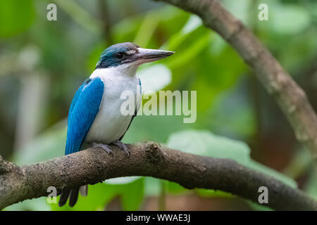 Kingfisher Todiramphus chloris, munis, bleu et blanc permanent d'oiseaux sur une branche Banque D'Images