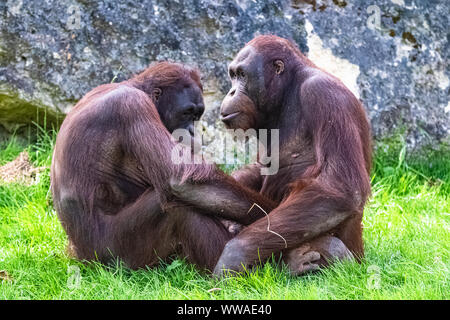 Deux orang-outan assis sur l'herbe, drôle de couple Banque D'Images