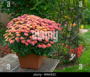 Pot de fleurs chrysanthème dynamique dans une arrière cour jardin. Banque D'Images