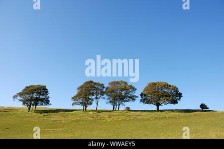 Arbres dans un champ vert contre un ciel bleu clair. Les arbres sont sur une colline à l'horizon et se détachent sur le ciel bleu. L'environnement, de la nature Banque D'Images