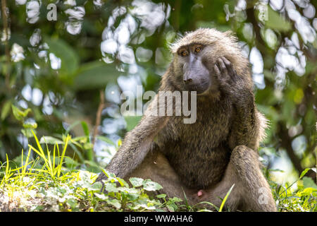 Portrait de babouin doguera (Papio anubis) assis dans la forêt impénétrable de Bwindi, en Ouganda Banque D'Images