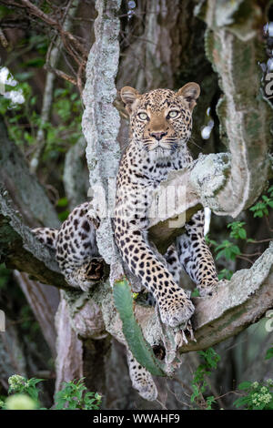 Portrait de femme léopard (Panthera pardus) reposant sur la branche, de l'Ouganda Banque D'Images