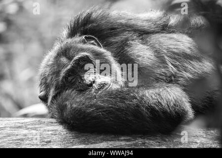 Portrait de mâle chimpanzé (Pan troglodytes) reposant sur le tronc de l'arbre dans le parc national de Kibale, en Ouganda Banque D'Images