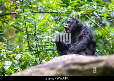 Portrait de mâle chimpanzé (Pan troglodytes) reposant sur le tronc de l'arbre dans le parc national de Kibale, en Ouganda Banque D'Images