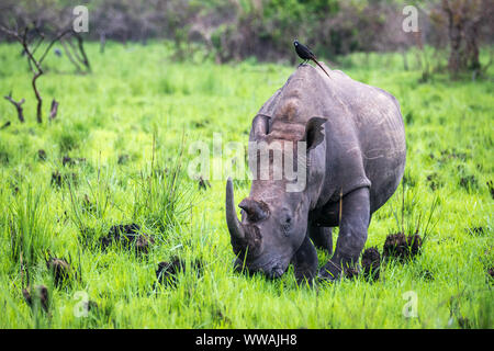 Rhinocéros blanc du sud (Ceratotherium simum simum) vu lors d'un safari en Ouganda, Rhino Sanctuary Ziwa, basé à Banque D'Images