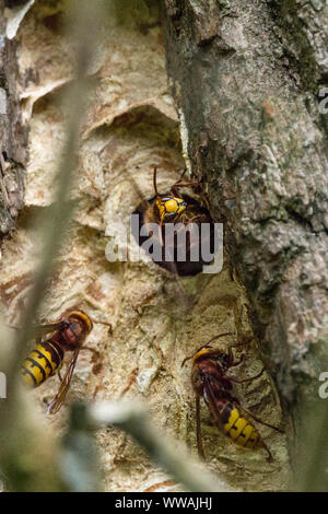 Nid de frelons (Vespa crabro) grande wasp avec orange jaune de l'abdomen et le thorax brun doré et rayures des taches. Antennes et pattes ailes brun yeux. Banque D'Images