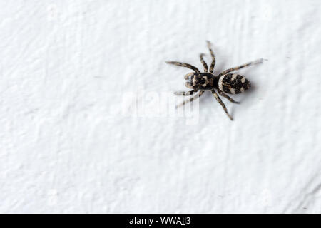 Zebra ou salticidae (Salticus scenicus) noir et blanc très poilue petite araignée commune dans les jardins. Court et saute sur les proies vu sur le mur d'exécution. Banque D'Images