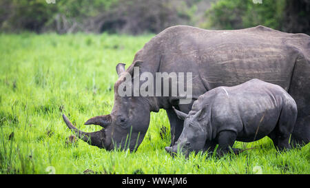 Rhinocéros blanc du sud (Ceratotherium simum simum) mère et son petit vu lors d'un safari en Ouganda, Rhino Sanctuary Ziwa, basé à Banque D'Images
