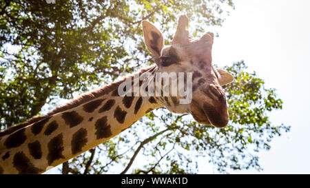 Portrait de girafe looking at camera, Entebbe, Ouganda Banque D'Images