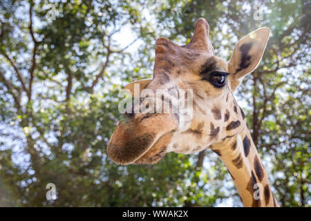 Portrait de girafe looking at camera, Entebbe, Ouganda Banque D'Images