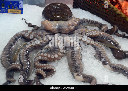 Fresh poulpe commun (Octopus vulgaris) dans la glace à l'écran dans Marché Couvert Forville, Cannes, France, UNION EUROPÉENNE Banque D'Images