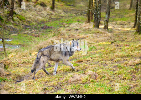 Loup mâle sauvage marcher en forêt dans la forêt aux couleurs d'automne Banque D'Images