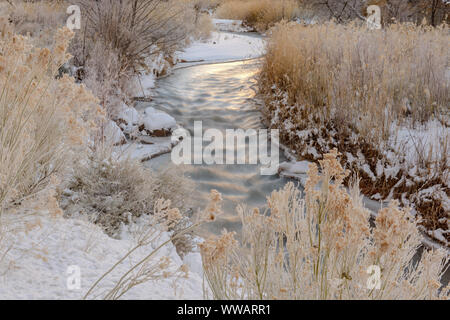 Fremont River et arbustes givrés, Capitol Reef National Park, Utah, USA Banque D'Images