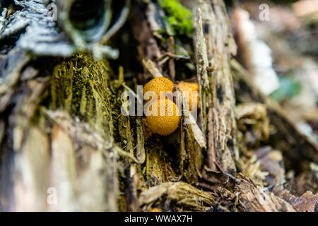 Agaric miel champignons poussent sur l'arbre en forêt d'automne. Banque D'Images
