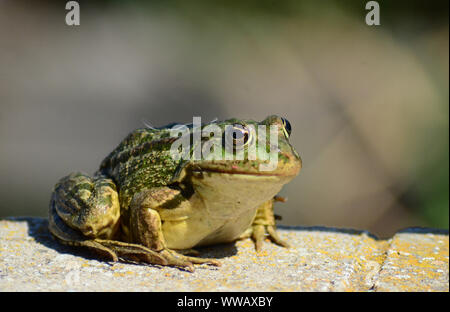 La grenouille des marais se dorer sous le soleil, la Roumanie de la faune Banque D'Images