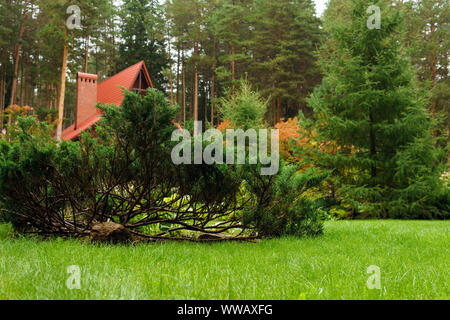 Juniper décoratifs sur la pelouse en face de la maison close-up Banque D'Images