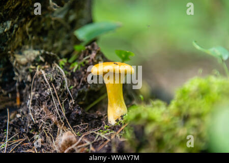 Chanterelles en la forêt Banque D'Images