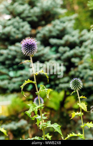 Les inflorescences sur une plante ronde fond naturel floue Banque D'Images