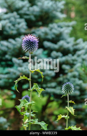 Les inflorescences sur une plante ronde fond naturel floue Banque D'Images