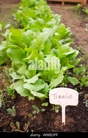 Rangée de navets dans un jardin potager Banque D'Images