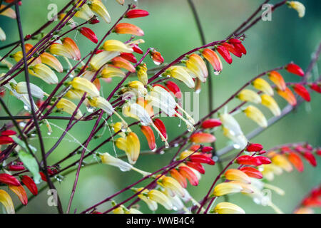 Firecraker Vine Ipomoea lobata close up fleur, gouttes Banque D'Images