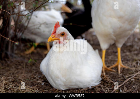 Les jeunes à la ferme du poulet Banque D'Images