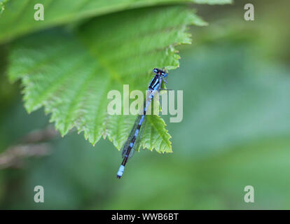 Close up de Coenagrion scitulum dainty, demoiselle, sur feuille par la rivière Banque D'Images