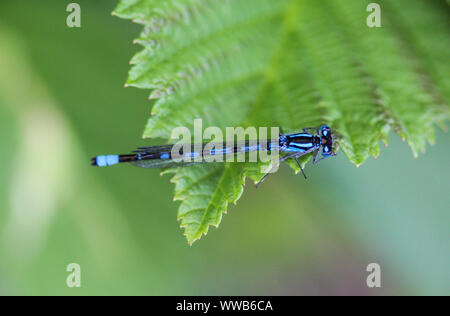 Close up de Coenagrion scitulum dainty, demoiselle, sur feuille par la rivière Banque D'Images