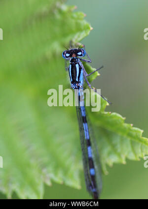 Close up de Coenagrion scitulum dainty, demoiselle, sur feuille par la rivière Banque D'Images