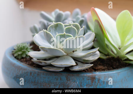 Echeveria pollux plante succulente closeup Banque D'Images