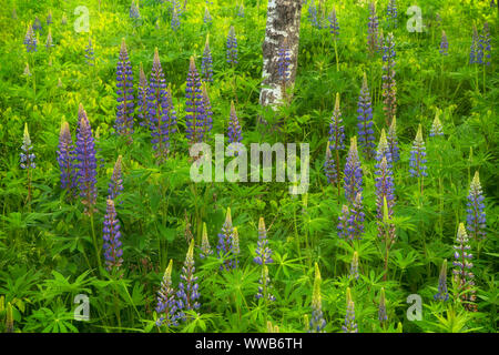 Lupin se développe au milieu de stand de bouleau dans l'Acadia National Park Banque D'Images