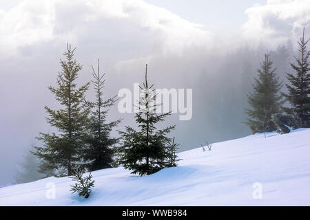 Forêt de sapins le matin. de magnifiques paysages d'hiver par temps brumeux. arbres sur une colline couverte de neige prairie. fluffy nuages sur le ciel bleu. Mystèr e Banque D'Images