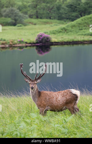 Red Deer stag [ Cervus elaphus ] en face du petit loch, Glen Etive, Ecosse Banque D'Images