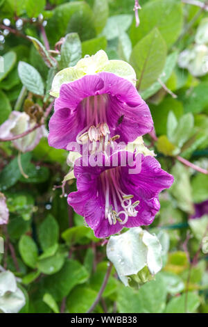 Tasse et soucoupe Vine Cobaea scandens Banque D'Images