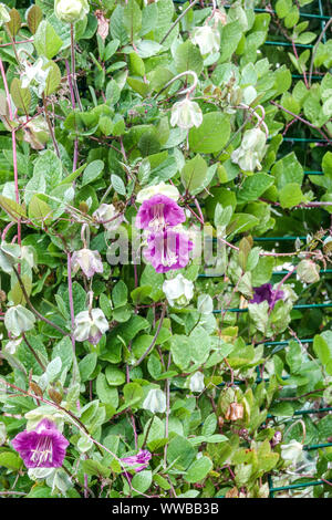 Tasse et soucoupe Vine Cobaea scandens Banque D'Images