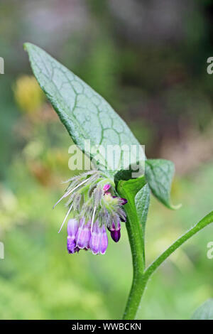 Consoude de Russie (Symphytum x uplandicum) Banque D'Images