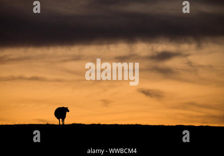 Haseldorf, Allemagne. 14Th Sep 2019. Un mouton se dresse sur la digue après le coucher du soleil. Crédit : Daniel Bockwoldt/dpa/Alamy Live News Banque D'Images