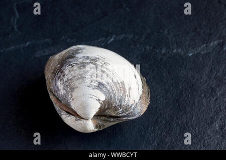 Un cyprine clam, Arctica islandica, trouvés dans la Manche. La cyprine d'Islande, est un des plus anciens organismes vivants sur Terre wit Banque D'Images