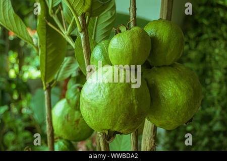 Les jeunes fruits de goyave verte sur l'arbre de la goyave. Psidium guajava. La goyave fruit est vert et a un goût amer et acide lorsqu'il est jeune et de matières premières. Lorsqu'il n'est r Banque D'Images