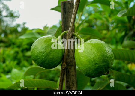 Fruit de goyave Psidium guajava, coloré ; les textures de fruits verts sur l'arbre, télévision, forme ronde, viandes blanches avec des clusters seeds au milieu intérieur. Hav Banque D'Images